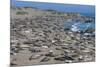 Elephant Seals on Beach, San Simeon, California-Zandria Muench Beraldo-Mounted Premium Photographic Print