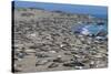 Elephant Seals on Beach, San Simeon, California-Zandria Muench Beraldo-Stretched Canvas