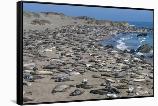 Elephant Seals on Beach, San Simeon, California-Zandria Muench Beraldo-Framed Stretched Canvas