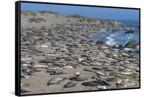 Elephant Seals on Beach, San Simeon, California-Zandria Muench Beraldo-Framed Stretched Canvas