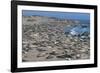 Elephant Seals on Beach, San Simeon, California-Zandria Muench Beraldo-Framed Photographic Print