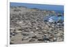 Elephant Seals on Beach, San Simeon, California-Zandria Muench Beraldo-Framed Photographic Print