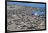 Elephant Seals on Beach, San Simeon, California-Zandria Muench Beraldo-Framed Photographic Print