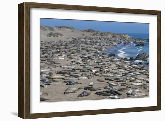 Elephant Seals on Beach, San Simeon, California-Zandria Muench Beraldo-Framed Photographic Print