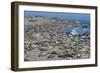 Elephant Seals on Beach, San Simeon, California-Zandria Muench Beraldo-Framed Photographic Print