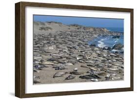 Elephant Seals on Beach, San Simeon, California-Zandria Muench Beraldo-Framed Photographic Print