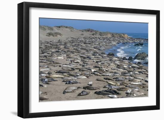 Elephant Seals on Beach, San Simeon, California-Zandria Muench Beraldo-Framed Photographic Print