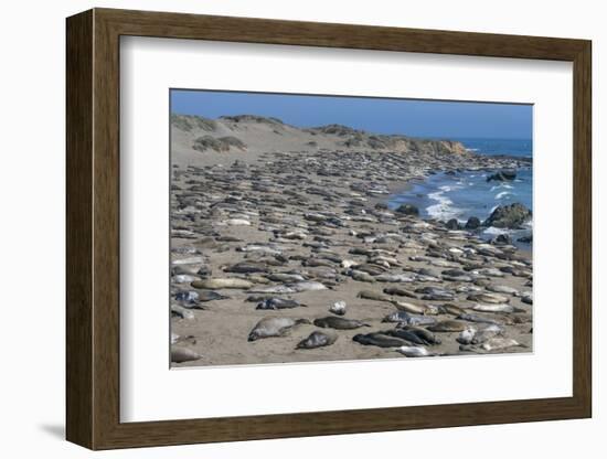 Elephant Seals on Beach, San Simeon, California-Zandria Muench Beraldo-Framed Photographic Print