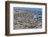 Elephant Seals on Beach, San Simeon, California-Zandria Muench Beraldo-Framed Photographic Print