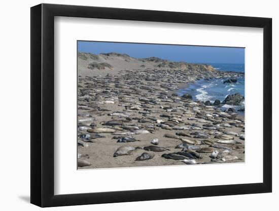 Elephant Seals on Beach, San Simeon, California-Zandria Muench Beraldo-Framed Photographic Print