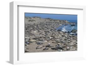 Elephant Seals on Beach, San Simeon, California-Zandria Muench Beraldo-Framed Photographic Print