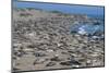 Elephant Seals on Beach, San Simeon, California-Zandria Muench Beraldo-Mounted Photographic Print