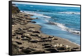 Elephant Seals on the beach, Piedras Blancas, San Simeon, California, USA-null-Framed Stretched Canvas