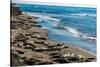 Elephant Seals on the beach, Piedras Blancas, San Simeon, California, USA-null-Stretched Canvas