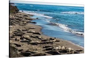 Elephant Seals on the beach, Piedras Blancas, San Simeon, California, USA-null-Stretched Canvas