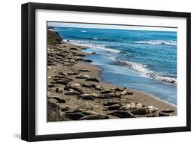 Elephant Seals on the beach, Piedras Blancas, San Simeon, California, USA-null-Framed Photographic Print