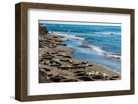 Elephant Seals on the beach, Piedras Blancas, San Simeon, California, USA-null-Framed Photographic Print