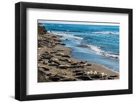 Elephant Seals on the beach, Piedras Blancas, San Simeon, California, USA-null-Framed Photographic Print