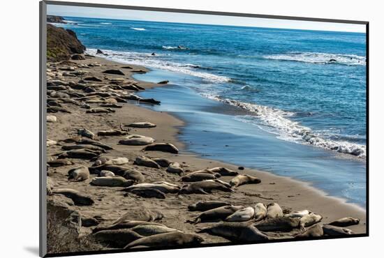 Elephant Seals on the beach, Piedras Blancas, San Simeon, California, USA-null-Mounted Photographic Print