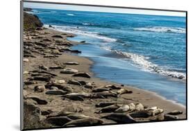 Elephant Seals on the beach, Piedras Blancas, San Simeon, California, USA-null-Mounted Photographic Print