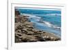 Elephant Seals on the beach, Piedras Blancas, San Simeon, California, USA-null-Framed Photographic Print