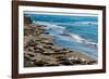 Elephant Seals on the beach, Piedras Blancas, San Simeon, California, USA-null-Framed Photographic Print