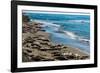 Elephant Seals on the beach, Piedras Blancas, San Simeon, California, USA-null-Framed Photographic Print