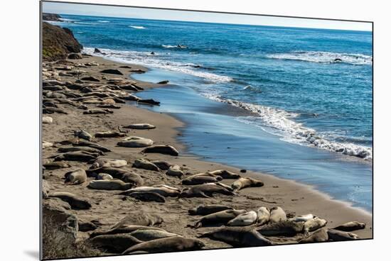 Elephant Seals on the beach, Piedras Blancas, San Simeon, California, USA-null-Mounted Photographic Print