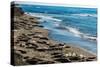 Elephant Seals on the beach, Piedras Blancas, San Simeon, California, USA-null-Stretched Canvas