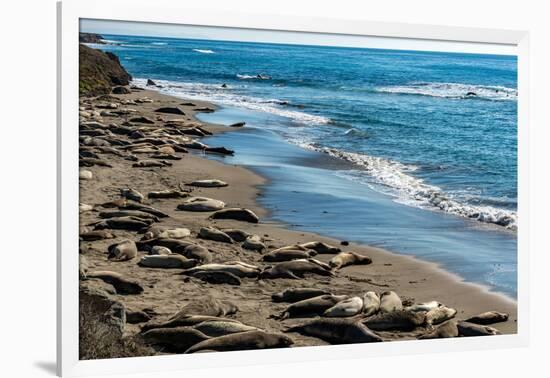 Elephant Seals on the beach, Piedras Blancas, San Simeon, California, USA-null-Framed Photographic Print