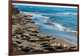 Elephant Seals on the beach, Piedras Blancas, San Simeon, California, USA-null-Framed Photographic Print