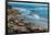 Elephant Seals on the beach, Piedras Blancas, San Simeon, California, USA-null-Framed Photographic Print