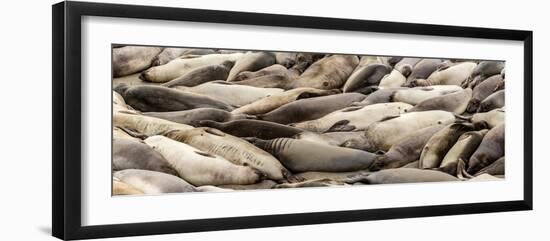 Elephant Seals on the beach, Piedras Blancas, San Simeon, California, USA-null-Framed Photographic Print