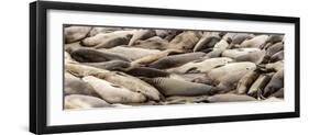 Elephant Seals on the beach, Piedras Blancas, San Simeon, California, USA-null-Framed Photographic Print