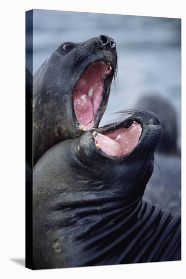 Elephant Seals Sparing-Paul Souders-Stretched Canvas