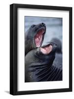 Elephant Seals Sparing-Paul Souders-Framed Photographic Print