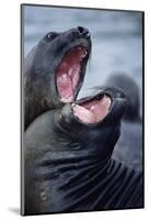 Elephant Seals Sparing-Paul Souders-Mounted Photographic Print