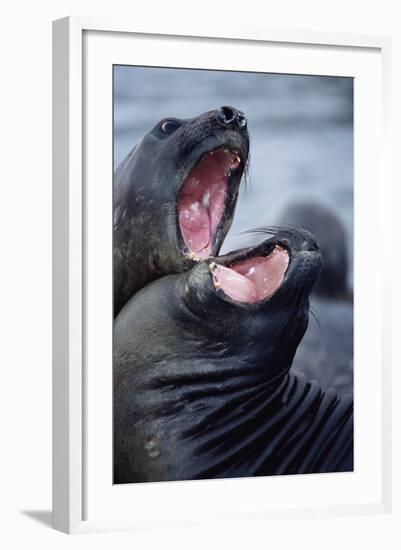 Elephant Seals Sparing-Paul Souders-Framed Photographic Print