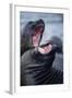 Elephant Seals Sparing-Paul Souders-Framed Photographic Print