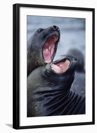 Elephant Seals Sparing-Paul Souders-Framed Photographic Print