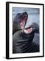 Elephant Seals Sparing-Paul Souders-Framed Photographic Print