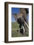 Elephant Shaking its Head-DLILLC-Framed Photographic Print