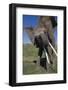 Elephant Shaking its Head-DLILLC-Framed Photographic Print