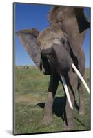 Elephant Shaking its Head-DLILLC-Mounted Photographic Print
