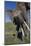 Elephant Shaking its Head-DLILLC-Mounted Photographic Print