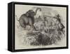 Elephant Shooting-null-Framed Stretched Canvas