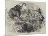Elephant Shooting-null-Mounted Giclee Print