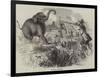 Elephant Shooting-null-Framed Giclee Print