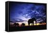 Elephant Silhouettes-Paul Souders-Framed Stretched Canvas
