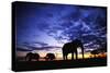 Elephant Silhouettes-Paul Souders-Stretched Canvas